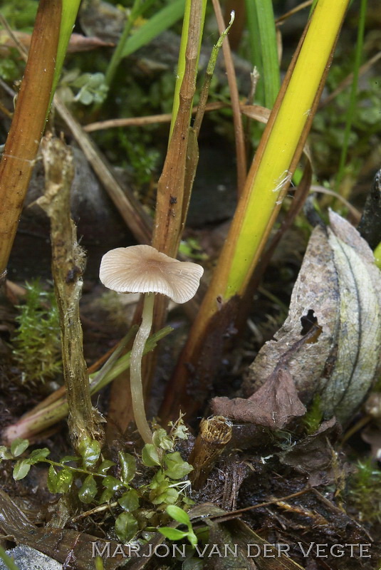 Psathyrella rubiginosa - Psathyrella rubiginosa